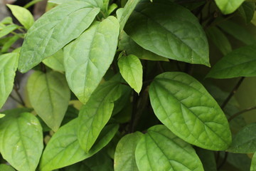 green leaves background