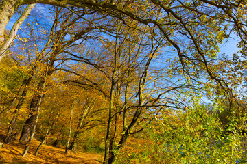 Fototapeta premium Colorful autumn Nature with old big Trees about River Sazava in Central Bohemia, Czech Republic