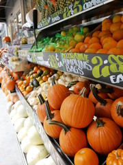 Seasonal Pumpkins in New York Grocers