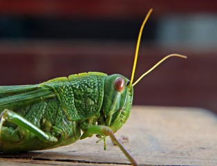 green grasshopper