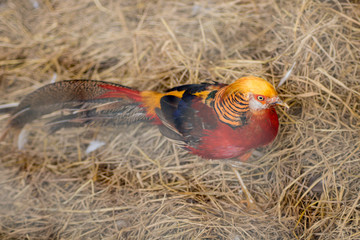 Fototapeta premium red gold bird