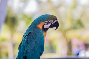 blue and yellow macaw