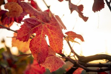 Fototapeta premium Red leaf of vine close up view. In the background blurred branches of vine and other leaves. Backlight at sunset