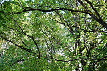 Background of green foliage at the top of the forest