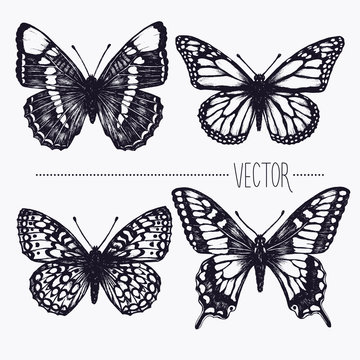 Vector hand drawn ink illustration. Tropical butterflies. Isolated clip art . Graphic design image for decoration. Engraving style, old fashioned, vintage picture. Nature objects. Entomology. Sketch