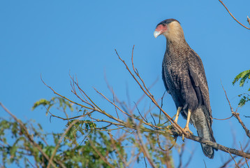 bird of prey perched on a branch
