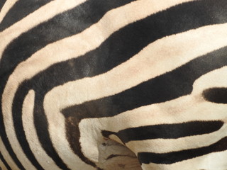 Fototapeta na wymiar Zebra Print
