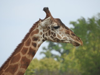 Portrait of Giraffe