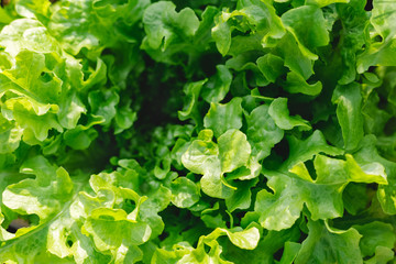 Lettuce leaves Planting in farmer's garden for food.healthy lettuce growing in the soil Fresh green leaf lettuce plants grows in the open ground. Batavia, cos salad leaf background.
