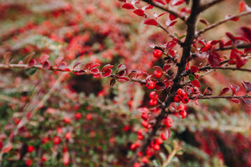 Cotoneaster conspicuus (Tibetan cotoneaster). Autumn bush with juicy red berries, autumn background