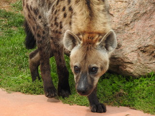 Hyena Surprise