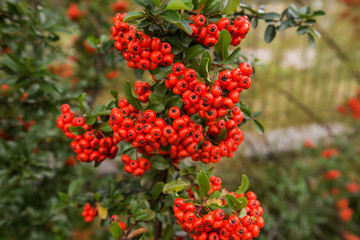 Red clusters of juicy pyracantha plant berries. Pyracantha coccinea. Evergreen dense shrub in autumn