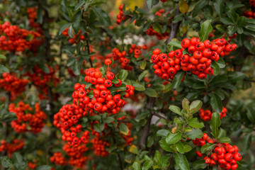 Red clusters of juicy pyracantha plant berries. Pyracantha coccinea. Evergreen dense shrub in autumn