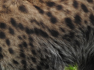 Hyena Pattern