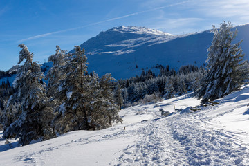 Fototapeta premium Winter view of Vitosha Mountain, Bulgaria