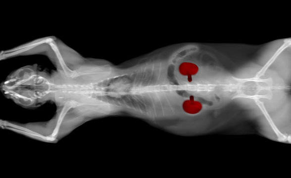 black and white CT scan of a cat pet on a black background. Oncologist veterinary diagnostic x-ray test. kidneys highlighted in red.
