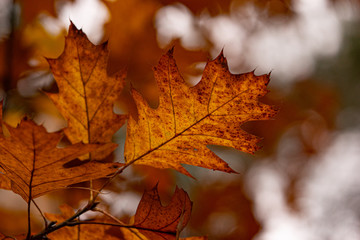 autumn oak leaf