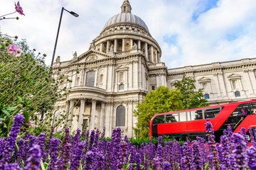 Cathédrale Saint-Paul et bus rouge à Londres avec de la lavande au premier plan