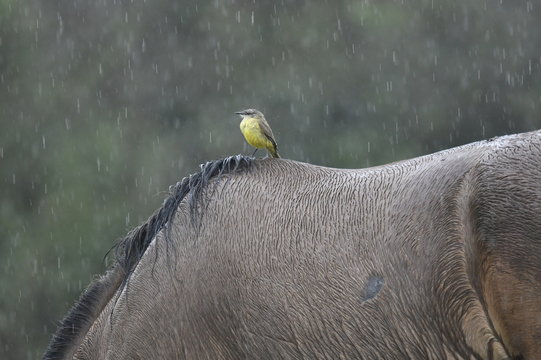 bird perched on the back of a horse in the rain