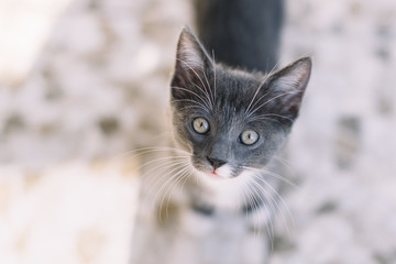 Obraz premium Little grey adorable kitten looking in camera. Selective focus on cat eyes. Close up, blurred background, top side view. Smart handsome pussycat. Domestic animals concept. Lovely little pet.