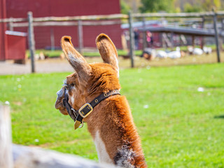 A Llama Looks Away