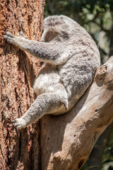 Baby Koala in a tree