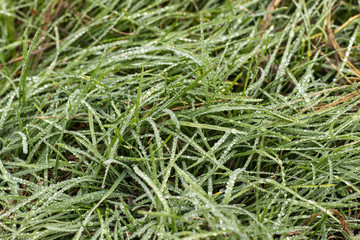 Autumn Dew on Lush Green Grass