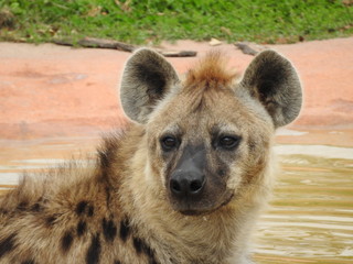 Hyena Swimming