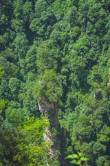 Vertical karst pillar in Zhangjiajie National Park