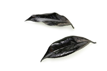 conceptual background of leaves colored in black color