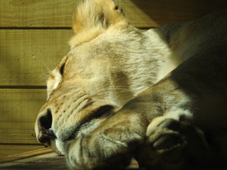 Napping Lioness