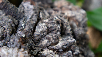 Defocus- Mushrooms on the bark, infecting tree trunks in the rainy season