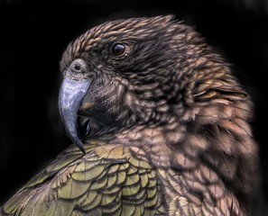 A New Zealand kea, a mountain parrot that lives in mountainous areas in the South Island of NZ. 