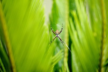 dragonfly on blade of grass
