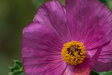 purple flower