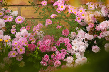 Fototapeta na wymiar Pink aster flowers in the autumn garden