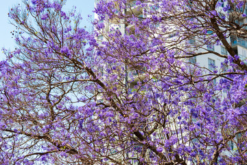 Jacaranda Trees in bloom in Australia
