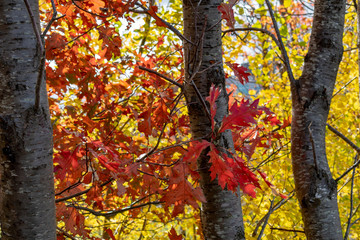 Autumn leaves on the confederation trail in Charlottetown Prince Edward Island