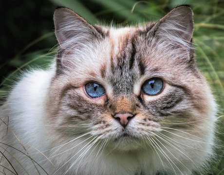 Portrait photo of a rag doll cat with blue eyes, stripes on its face and fluffy white fur. 