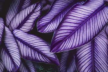 colorful leaves nature  background, closeup leaves texture, tropical leaves