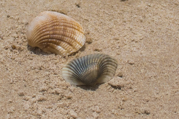 shell on the beach