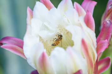 bee on peruvian apple cactus flower