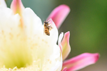bee on peruvian apple cactus flower