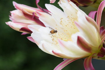 bee on peruvian apple cactus flower