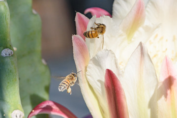 Obraz na płótnie Canvas bee on peruvian apple cactus flower