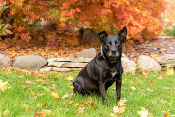 Mixed breed black dog in fall yard