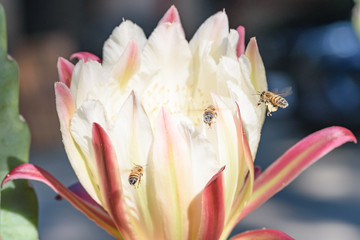 bee on peruvian apple cactus flower