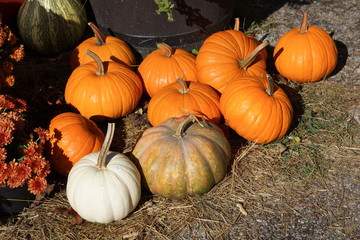 Various pumpkins displayed at a country shop in Georgia