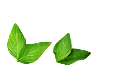 Fresh Basil leaves isolated on white background