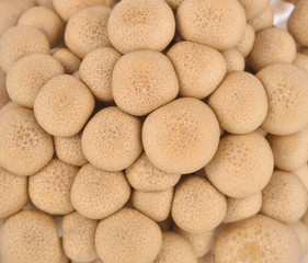 fresh buna shimeji (brown beech) mushroon as a background